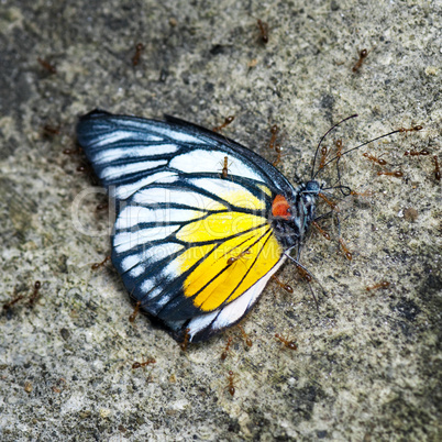Dead butterfly