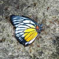 Dead butterfly