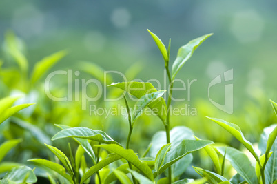 Tea leaves