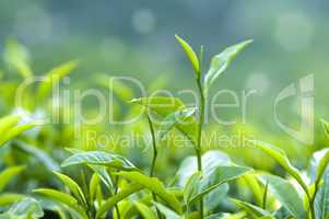Tea leaves