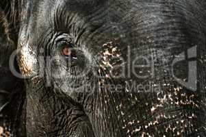 Elephant's tear