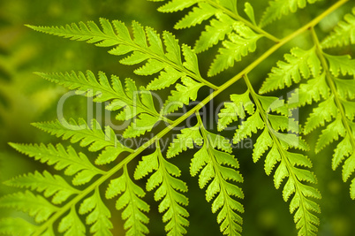 Fern Leaf