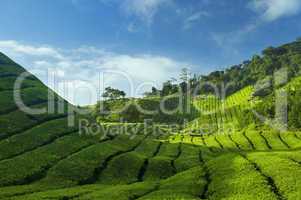 Tea Plantations