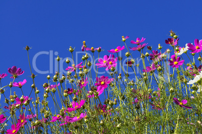 Cosmos Garden