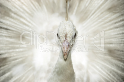 White peacock