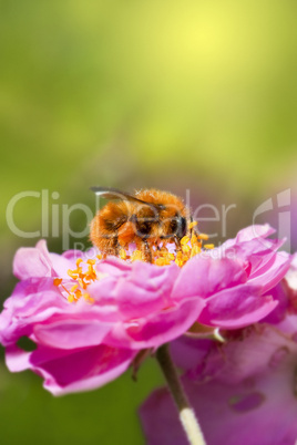 Bee collecting honey