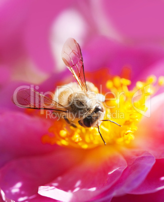 Bee collecting honey