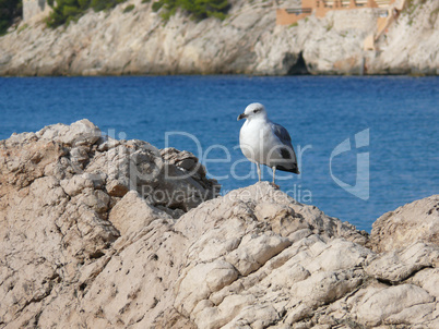 Möwe auf einem Felsen