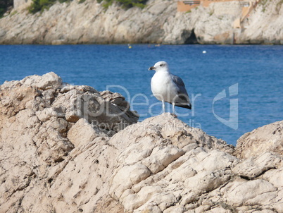 Möwe auf einem Felsen