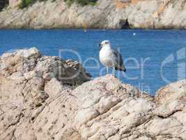 Möwe auf einem Felsen