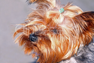 yorkshireterrier