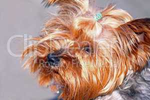 yorkshireterrier