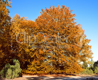 autumn tree