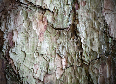 pine bark