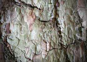 pine bark