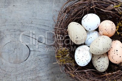 Nest mit Eeiern / nest with eggs