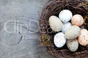 Nest mit Eeiern / nest with eggs