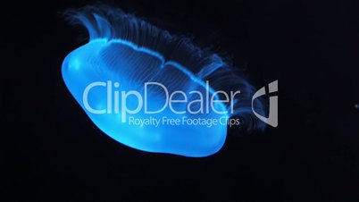 Blue glowing jellyfish