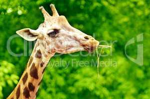 Giraffe Feeding