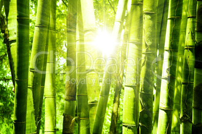 Bamboo forest