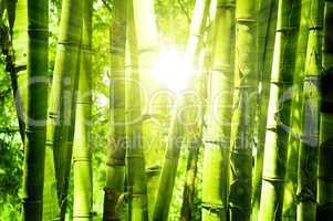 Bamboo forest