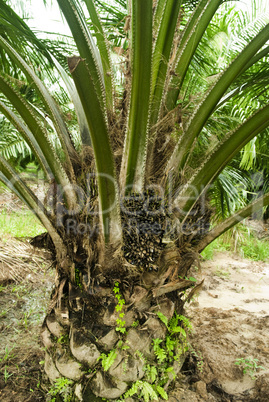 Palm Oil Plantation