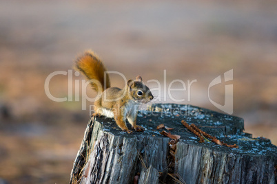Alert Red Squirrel on Old Weathered Tree Stump