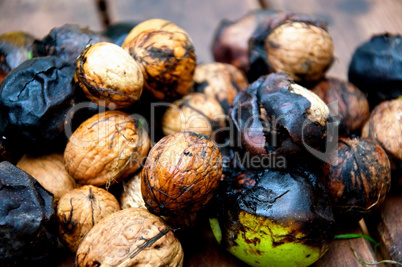 Fresh Walnuts