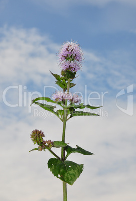 Wasserminze (Mentha aquatica)