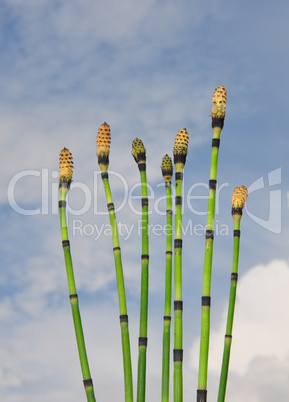 Schachtelhalm (Equisetum)