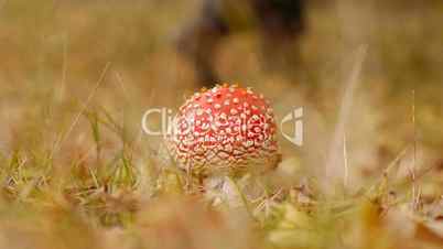 Fly agaric