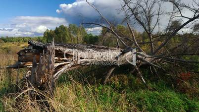 Fallen pine tree