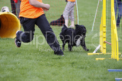 Hund beim Agility