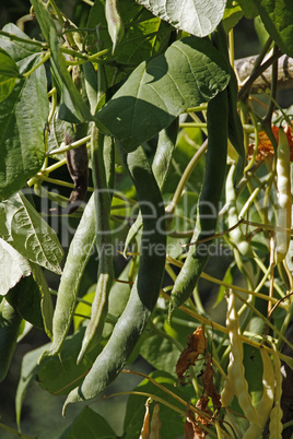 Stangenbohnen in einem Gemüsegarten