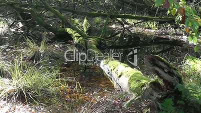 Wasserfläche - Baumstumpf - Surface water - tree stump