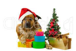 Großer langhaariger Hund mit Weihnachtsgeschenken