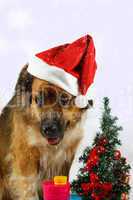 Hund wartet mit Geschenken auf Weihnachten