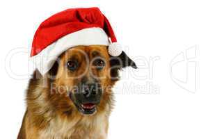 Portrait of a mixed breed christmas dog,
