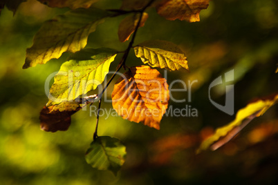 Goldener Herbst