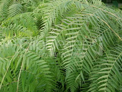 Ferns picture