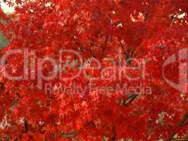 Maple leaves