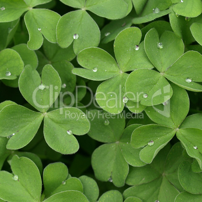 Shamrock