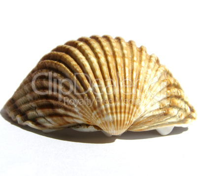 Shell picture