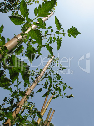 Tomato plants