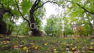 Goats at autumn park