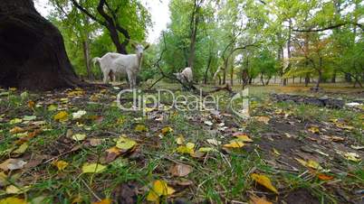 Goats at autumn park