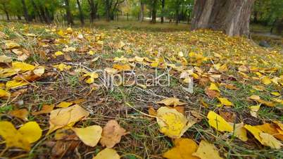 DOLLY: fallen yellow leaves at autumn park