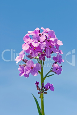 Decorative purple flowers