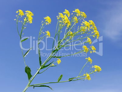Crucifer yellow flowers