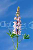 Lupine flower